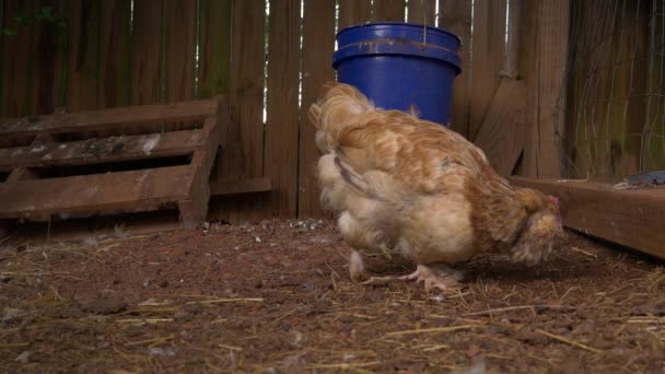 Chicken Pecking Eating Floor Hen House — 图库视频影像