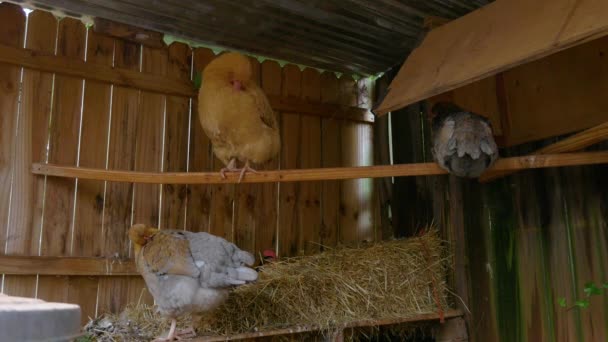 Drie Kippen Een Kippenhok Slapen Verzorgen — Stockvideo