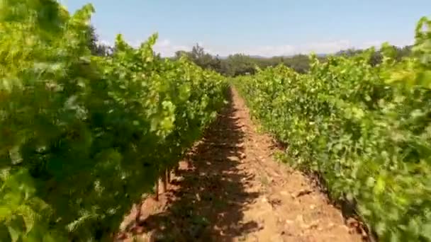 Slow Flying Vineyard French Provence — Stock video