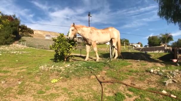 Horse Eating Orange Tree Shouldn Doing Walks Away — Video Stock