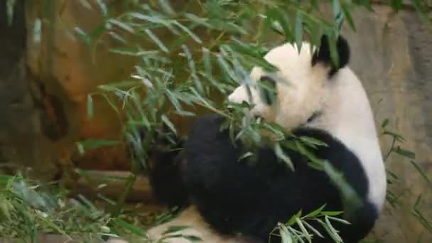 Giant Panda Relaxing Eating Bamboo Leaves — 图库视频影像