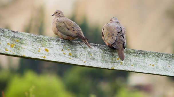 Wide Two Birds Standing Fence — Stock Video