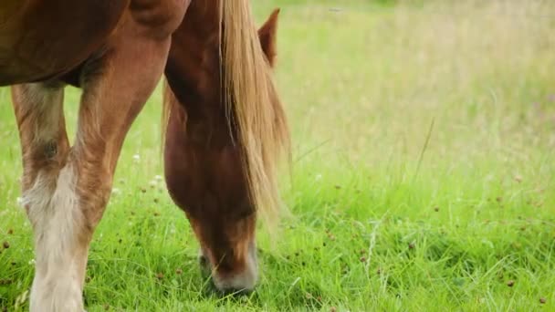 Close Brown Horse Eating Grass — 비디오