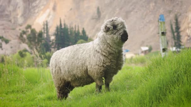 Wide Shot Sheep Field Next Mountain — Vídeo de Stock