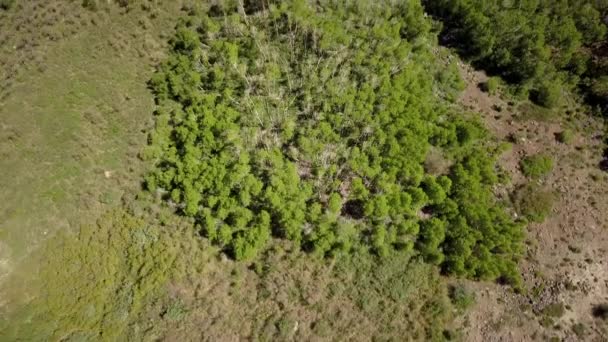 Aerial Shot Panning Trees Side Mountain Show Grand Valley Colorado — Stockvideo