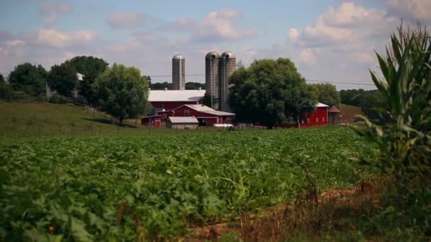 Amish Farmland Summer — стоковое видео