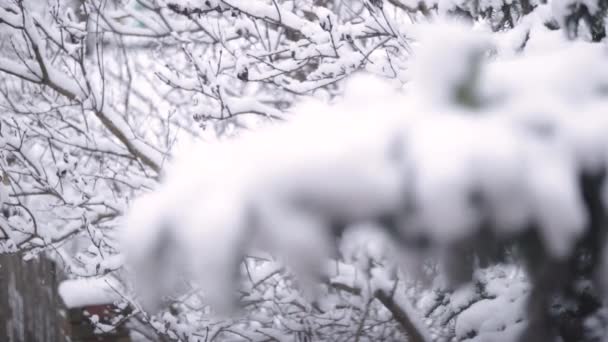 Snowing 2018 December Location Hungary Budapest Recorded Canon 200Mm — стокове відео