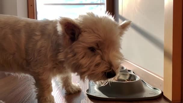 Dog Eating Bowl Slowmotion Closeup — Stock video