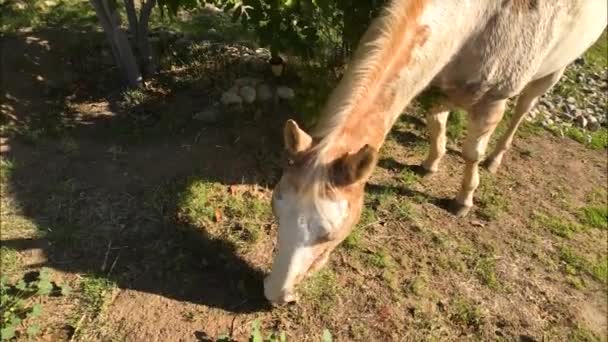 Footage Horse Grazing Grass Tree Backyard Horse Property Horse Walks — Stock Video