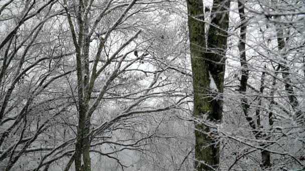 Сніг Яко Падає Порожній Ліс Повільному Русі — стокове відео