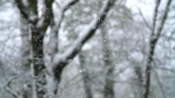 Snow Flurries Fall Softly Slow Motion Wooded Background — Stok video