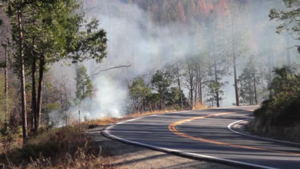 Forest Fire Burning Side Road California — 비디오