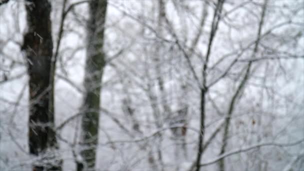 Snow Flakes Fall Woods — Video