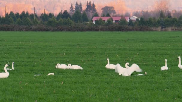 Two Trumpeter Swans Small Flock Rise Flap Wings While Grazing — Stockvideo