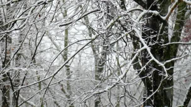 Snow Falls Softly Forest — Vídeos de Stock