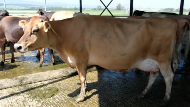 Dairy Cow Being Milked Free Range Farm — Stockvideo