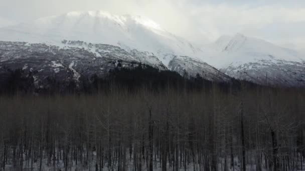 Drone Gains Altitude Reveal Large Alaska Mountain Trees — стокове відео