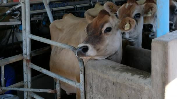Dairy Cow Being Milked Free Range Farm — Video Stock