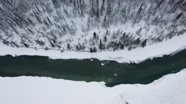 Aerial View River Trees Moves Reveal Alaskan Mountains — стокове відео