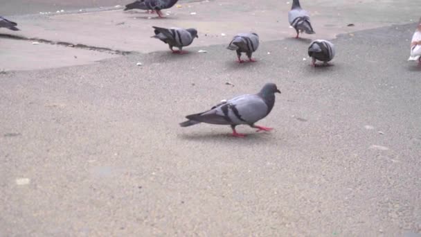 Slow Motion Flock Pigeons Eating Food Scattered Asphalt — Stock Video