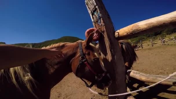 Cuddling Cavalo Sem Sela Uma Fazenda Tiro Ponto Vista — Vídeo de Stock