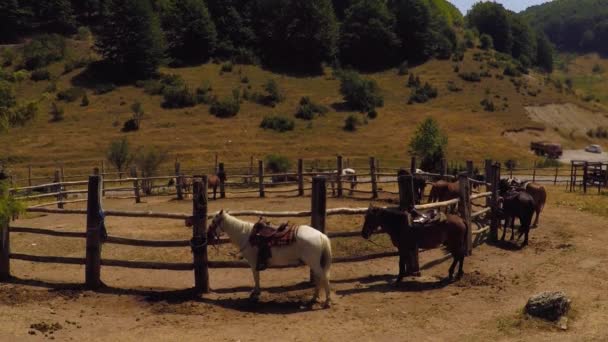 Cavalos Uma Fazenda Dispostos Círculo — Vídeo de Stock