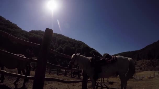 Cheval Blanc Avec Une Selle Sur Bras — Video