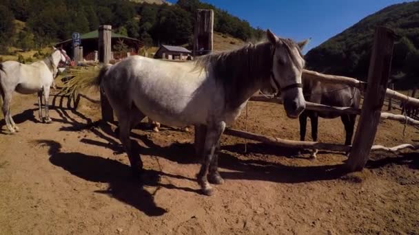 Caballo Blanco Solo Golpeando Pezuña — Vídeo de stock