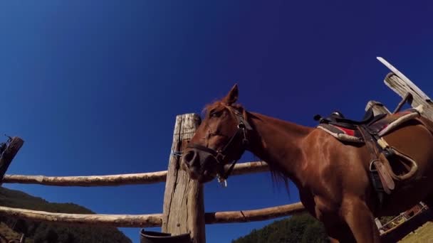 農場に鞍がある茶色の馬底から撃たれた — ストック動画