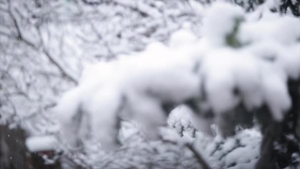 Pin Neigeux 2018 Décembre Lieu Hongrie Budapest Enregistré Avec Canon — Video