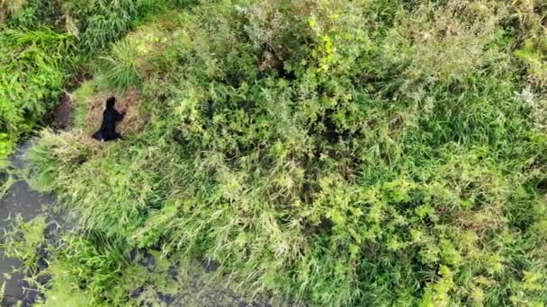 Black Fur Dog Running Barking Green Meadow Overgrown Pond Animal — Vídeos de Stock