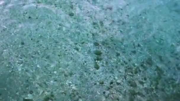 Bardzo Czyste Wody Płyciznach Mimo Woda Prawie Metry Głębokości Wydaje — Wideo stockowe