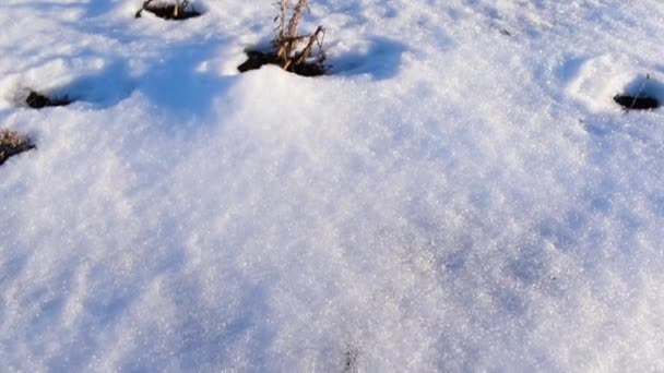 White Snow Ground Some Plants Trees Leaves — Vídeos de Stock