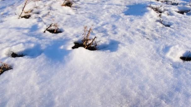 Tilt Snow Ground Trees Winter Season — Videoclip de stoc