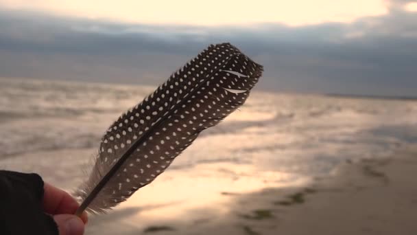 Slow Motion Female Hand Fingerless Glove Holding Big Guinea Fowl — Wideo stockowe