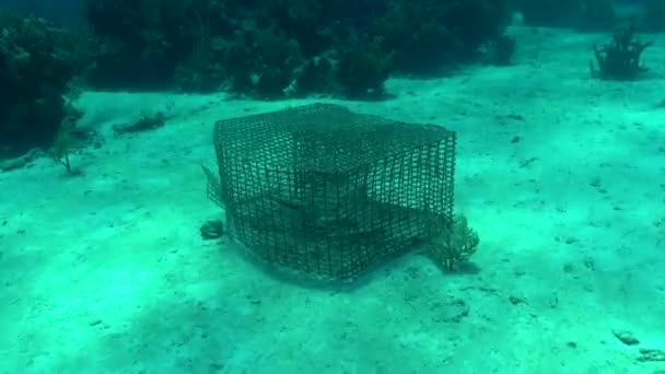 Abandoned Fish Trap Bahamas — Video Stock