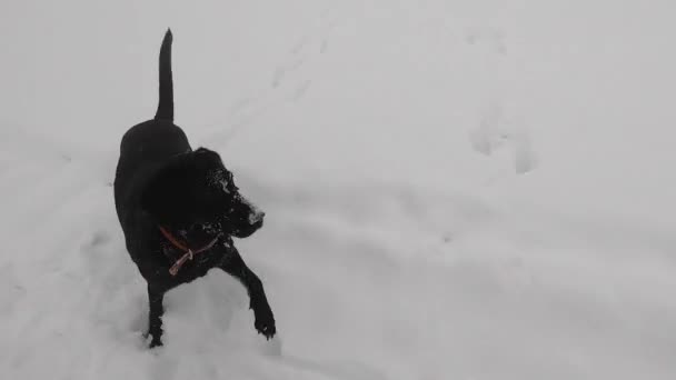 Dog Snow Its Face Jumping Fresh Snow Foggy Mountain — стоковое видео