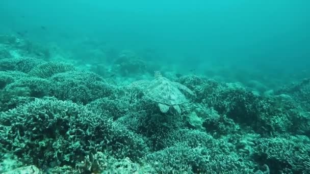 Żółw Pływający Nad Rafą Koralową Marine Wildlife Moalboal Filipiny — Wideo stockowe