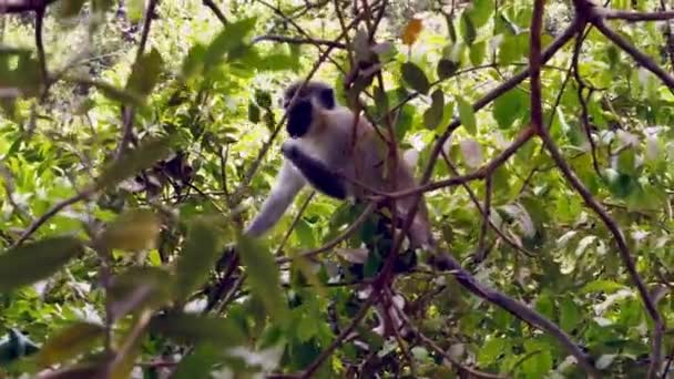 Beautiful View Monkey Abuko Reserve Gambia — Stock video