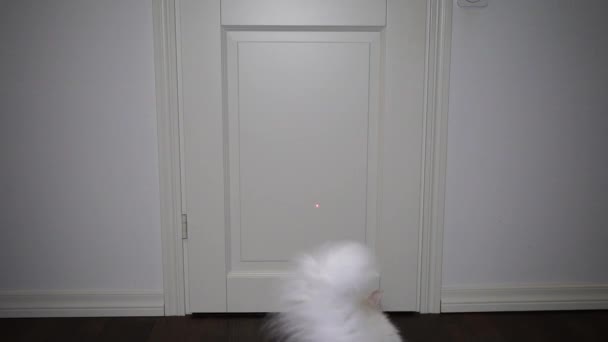 Fluffy Bílá Kočka Skákání Bílé Dveře Chytit Laser Pointer — Stock video