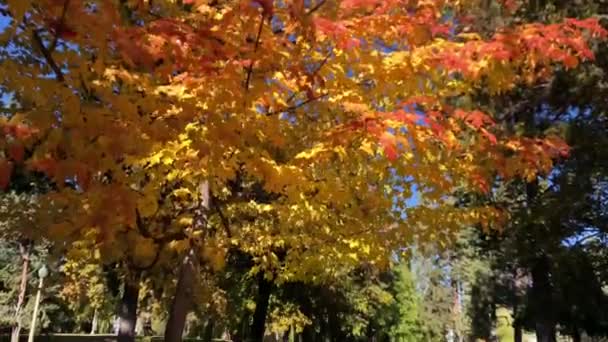 Caminar Por Parque Otoño — Vídeos de Stock