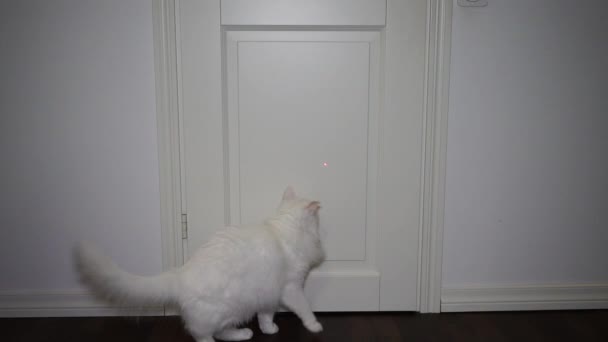 Fluffy Gatto Bianco Che Gioca Con Puntatore Laser Sfondo Bianco — Video Stock