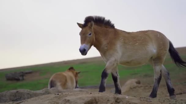 Horse Walks Stops Stares Straight Camera — Stockvideo