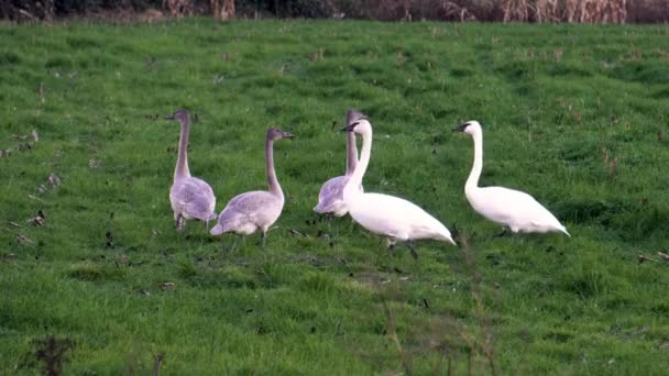 Two Adult Trumpeter Swans Standing Together Field Three Juvenile Swans — Vídeos de Stock