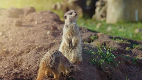 Meerkat Guarding Looking Birds Whilst Another Meerkat Digging Hole Uhd — Stock Video