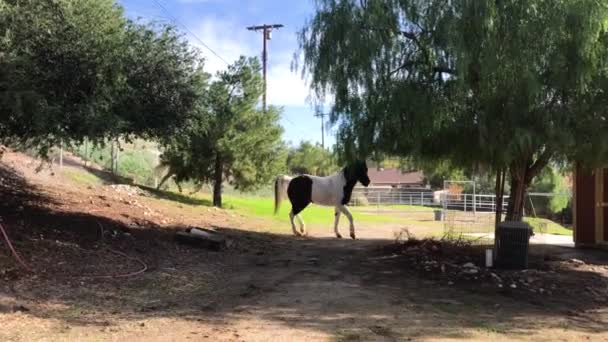 Horse Starring Camera Plays Another Horse Right Afterwards Running Shed — Stok video