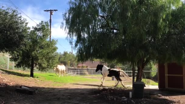 Footage Two Horse Running Chasing Each Other Tree Shed Happily — Αρχείο Βίντεο