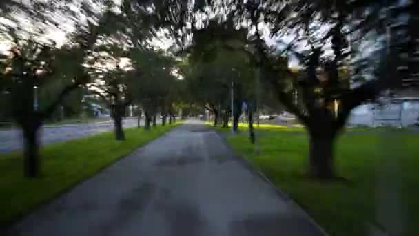 Hyperlapse Boulevard Trees — стоковое видео
