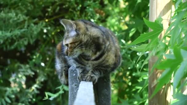 Cat Sitting Fence Looking — стоковое видео