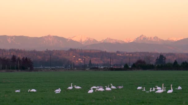 Flock Adult Juvenile Trumpeter Swans Grazing Field Sunset Cascade Mountains — стоковое видео